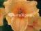 20 Hemerocallis Liliowiec Louise Manelis k