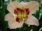 20 Hemerocallis Liliowiec Raspberry Candy k