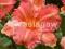20 Hemerocallis Liliowiec Pretty Fancy k