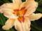 20 Hemerocallis Liliowiec Lynn Hall k