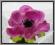 CF01 Sztuczne kwiaty MAK ANEMON 3.pink