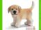 [MALAKO_PL] SCHLEICH GOLDEN RETRIEVER, SUCZKA