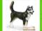 [MALAKO_PL] SCHLEICH PIES HUSKY