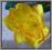 AW96 AMARYLIS główka PRZEPIĘKNE kwiaty 7.yellow/g