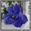 AW96 AMARYLIS główka PRZEPIĘKNY 16.violet/blue