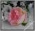 CF512 Róża główka Kwiat Róży 2.pink