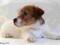 Jack Russell Terrier - sunia po Championie FCI