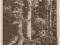 pocztówka Puszcza Białowieska. Fragment puszczy.