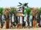 Wynajem Dekoracji Hawajskiej Palma Palmy Sztuczne