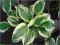Funkia Indenpendence zielone liście z białym C0,5