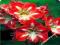 HIPPEASTRUM - ZWARTNICA AMARYLIS MINERVA #OKAZJA#