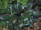 HOSTA - FUNKIA DEVON GREEN 1szt