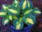 HOSTA - FUNKIA DREAM QUEEN 1szt