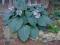 HOSTA - FUNKIA BLUE MAMMOTH 1szt