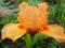IRYSY - IRYS NISKI PUMILA ORANGE CAPER 1szt