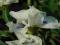 IRYSY - IRYS NISKI PUMILA LITTLE WHITE 1szt