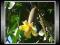 Ogórek Pachnący (Sicana odorifera) Nasiona