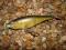 WOBLER RAPALA SH SHAD RAP - 8cm/10g - OKAZJA !