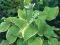 HOSTA FUNKIA OGRODOWA FRAGRANT BOUQET 1 SZT