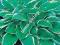 HOSTA FUNKIA OGRODOWA francee 1 SZT
