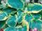 HOSTA FUNKIA OGRODOWA frances williams 1 SZT