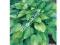HOSTA FUNKIA OGRODOWA gold standard 1 SZT