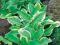 HOSTA FUNKIA OGRODOWA GOLDEN TIARA 1 SZT
