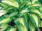 HOSTA FUNKIA OGRODOWA great expectations 1 SZT