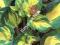 HOSTA FUNKIA OGRODOWA great expectations 1 SZT
