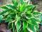 HOSTA FUNKIA OGRODOWA Antioch  1 SZT