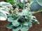 HOSTA FUNKIA OGRODOWA Blue Mouse Ears 1 SZT