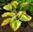 HOSTA FUNKIA OGRODOWA Cliffors Forest Fire 1 SZT