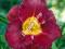LILIOWIEC hemerocallis Bella Lugosi 1 SZT