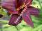 LILIOWIEC Hemerocallis Black Emmanuelle Eye 1 SZT