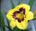LILIOWIEC hemerocallis Blackberry Candy  1 SZT