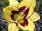 LILIOWIEC Hemerocallis Calico Jack 1 SZT