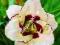 LILIOWIEC Hemerocallis Canadian Border Patr 1 SZT