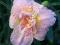 LILIOWIEC Hemerocallis Double Classic  1 SZT