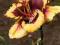 LILIOWIEC Hemerocallis Eye On America  1 SZT