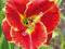 LILIOWIEC Hemerocallis fire and fog  1 SZT