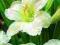 LILIOWIEC Hemerocallis Gentle Shepherd 1 SZT