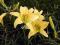 LILIOWIEC hemerocallis Hyperion  1 SZT