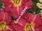 LILIOWIEC hemerocallis irving hepner  1 SZT