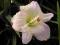 LILIOWIEC hemerocallis joan senior  1 SZT