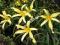LILIOWIEC hemerocallis Kindly Light  1 SZT