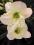 LILIOWIEC hemerocallis Lime Frost  1 SZT