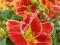 LILIOWIEC Hemerocallis Manuna Loa 1 SZT