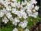 Macierzanka wczesna Albiflorus - białe C0,5