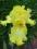 Iris 'Lime Fizz' - Kosaciec bródkowy IRYS !!!