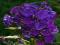 PHLOX - PŁOMYK WIECHOWATY NICKY 1szt